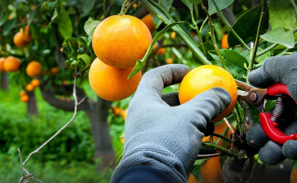 El Banco Alimentario de La Plata busca 100 voluntarios para cosecha solidaria de naranjas