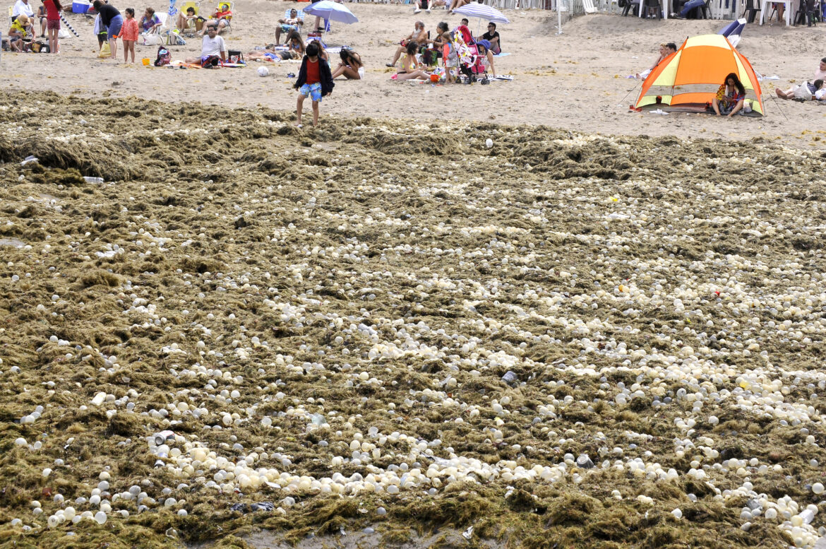 La playa céntrica Popular de Mar del Plata fue invadida por algas y cápsulas de caracoles marinos