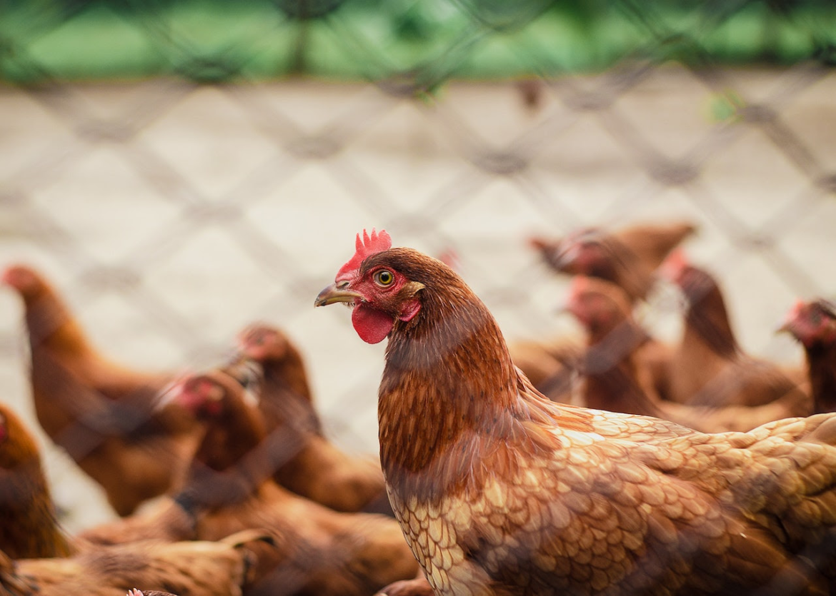 El Municipio despliega operativos para prevenir la gripe aviar: síntomas, prevención y cuidados