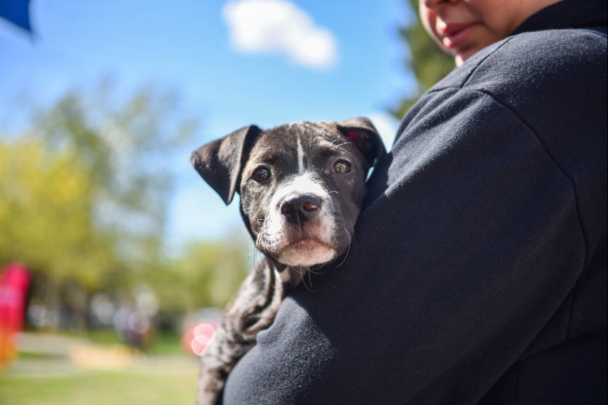 Familias de San Carlos podrán vacunar a sus perros y sus gatos en el móvil veterinario municipal