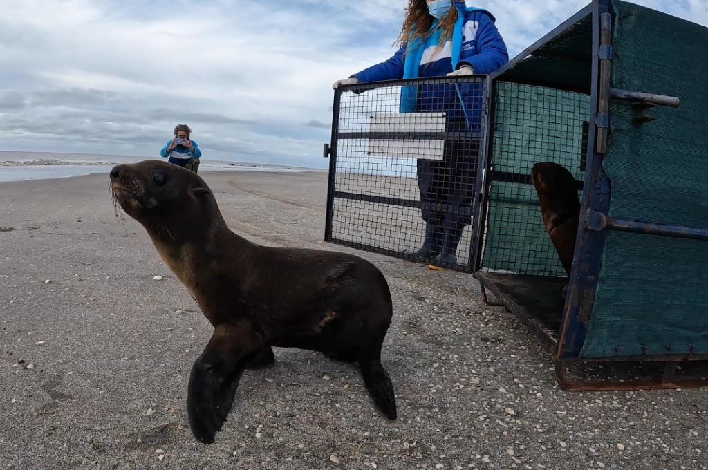 Video: Regresan al mar a dos lobos marinos pequeños y un elefante marino en San Clemente del Tuyú
