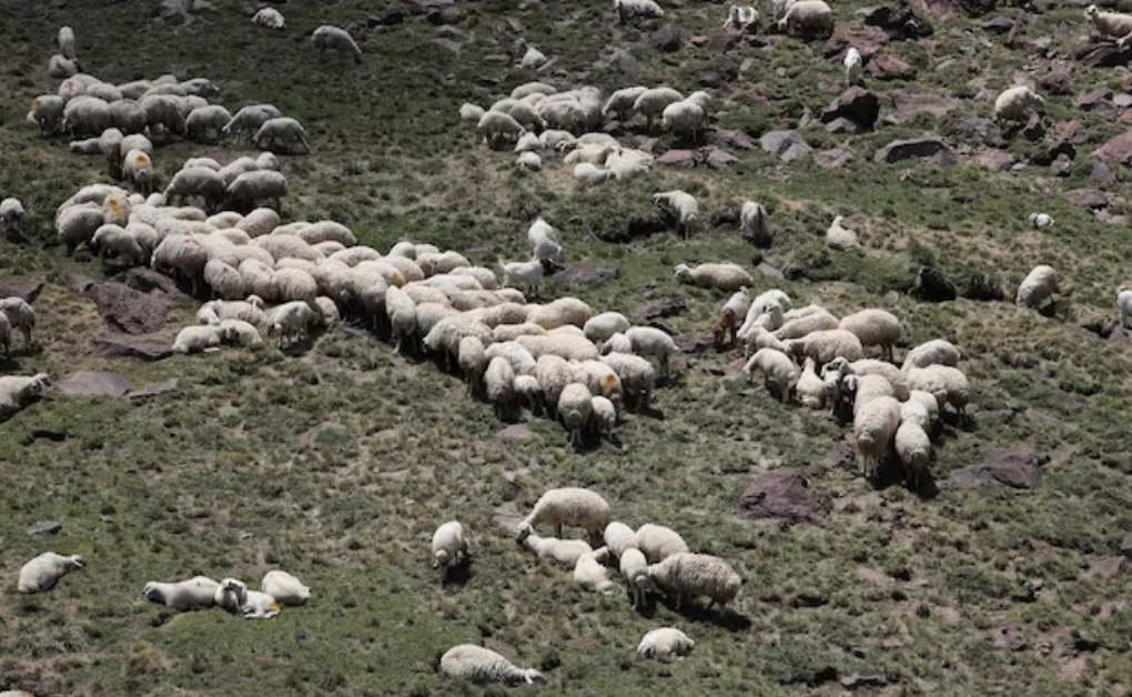 Más de 150 ovejas y corderos muertos por una jauría de perros al sur del Chubut