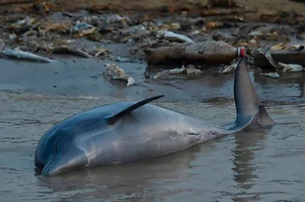 Por la extrema ola de calor, cientos de delfines aparecieron muertos en el Amazonas