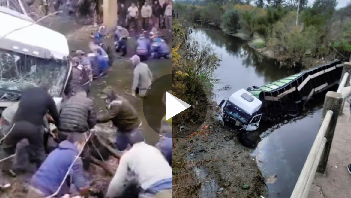 Videos: un camión con terneros cayó a un arroyo y la gente se metió al agua para faenarlos