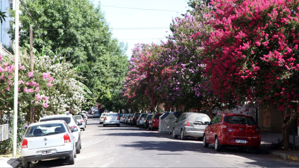 Municipio y UNLP avanzan en un plan de mejoramiento del patrimonio forestal y realizarán un inventario