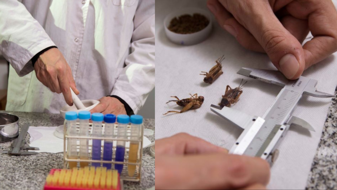 La UNLP desarrolló Harina de grillos, un súper alimento con alto nivel proteico