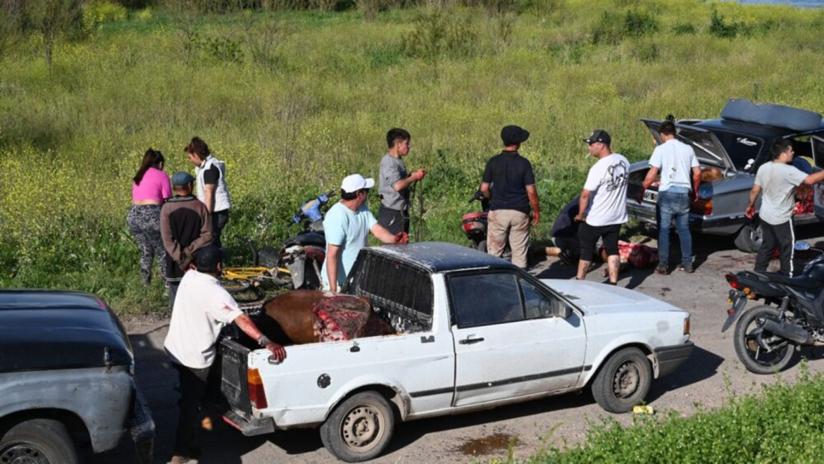 Volcó un camión jaula en la ruta 9: así persiguieron a las vacas para faenarlas tras el accidente