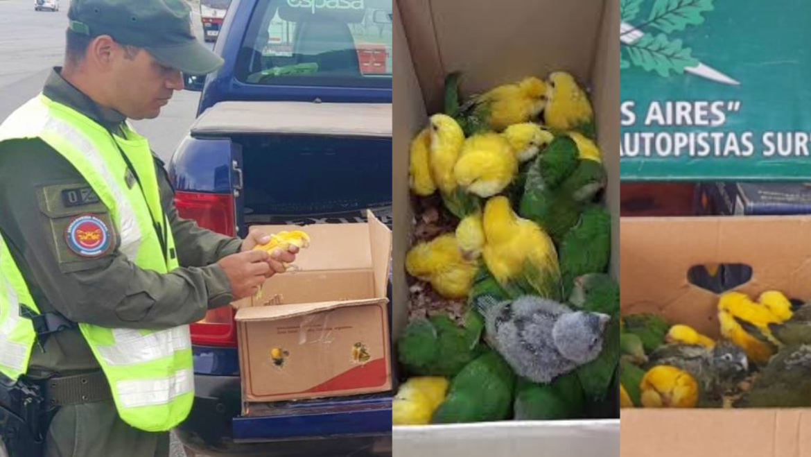 Autopista Buenos Aires-La Plata: Gendarmes rescatan 94 ejemplares de cotorras en un control vial