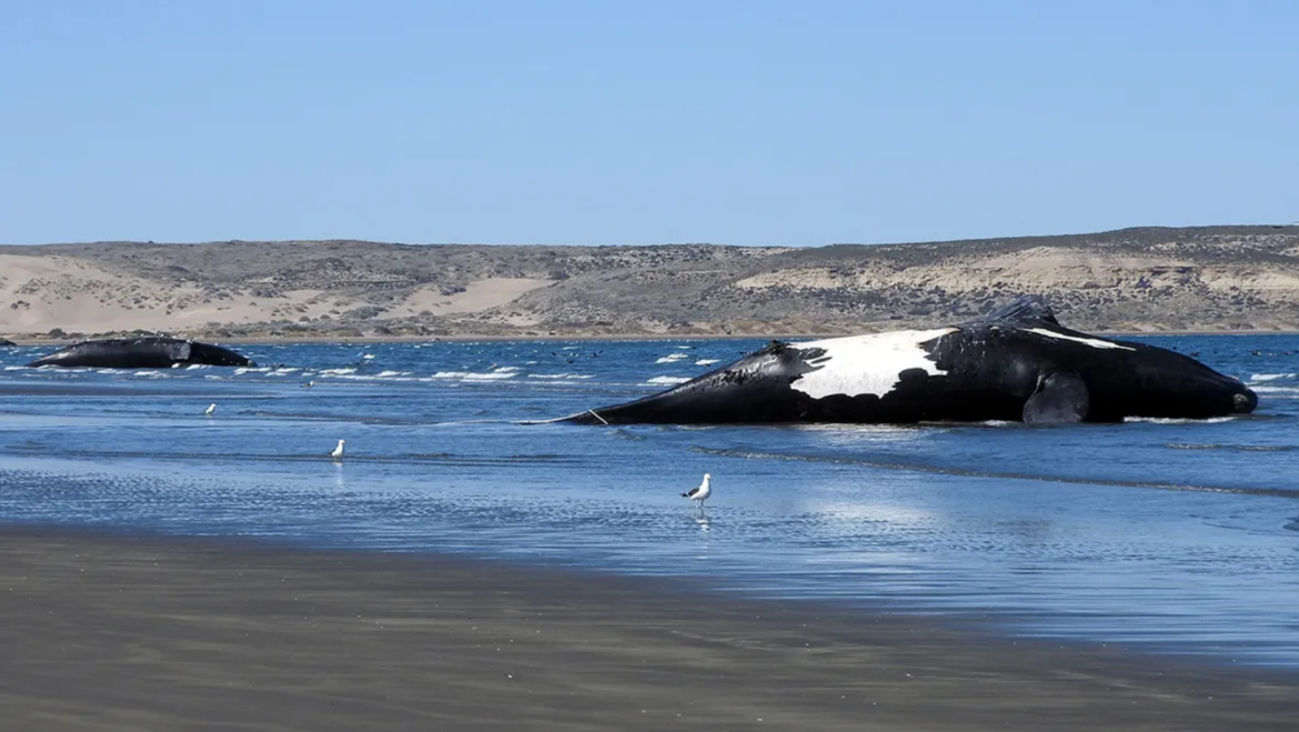 Aparecieron 71 ballenas sin vida en Península Valdés y se conoce la posible causa