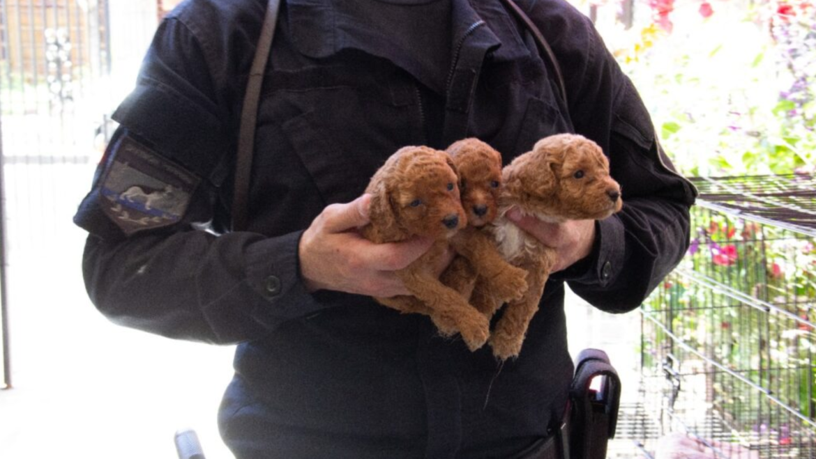 Rescataron a 57 caniches toy de un criadero ilegal