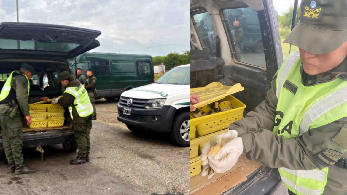 Viajaba con 150 patos en el baúl de su vehículo por la Autopista Ezeiza-Cañuelas