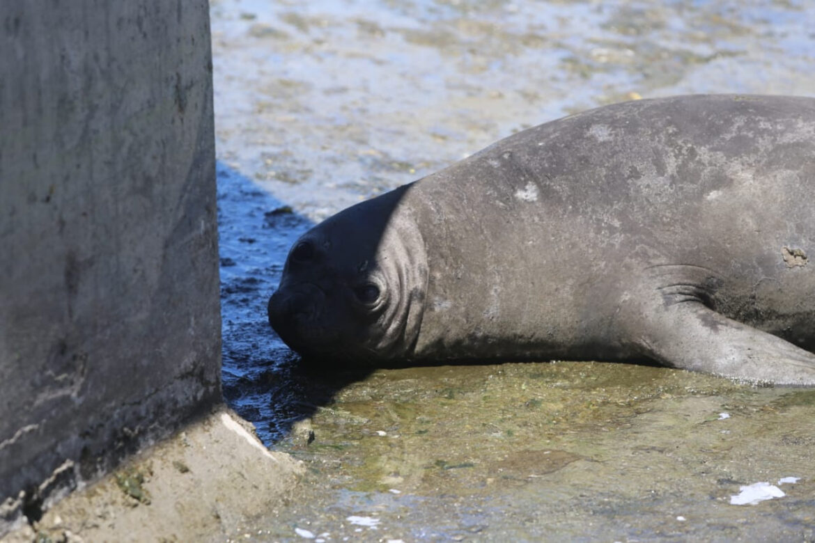 El Municipio articuló con la Policía Ecológica y Temaikèn el rescate de un elefante marino que apareció en Ringuelet