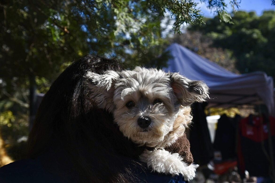 El Municipio suma nuevas jornadas de vacunación antirrábica y otorga turnos para castración gratuita