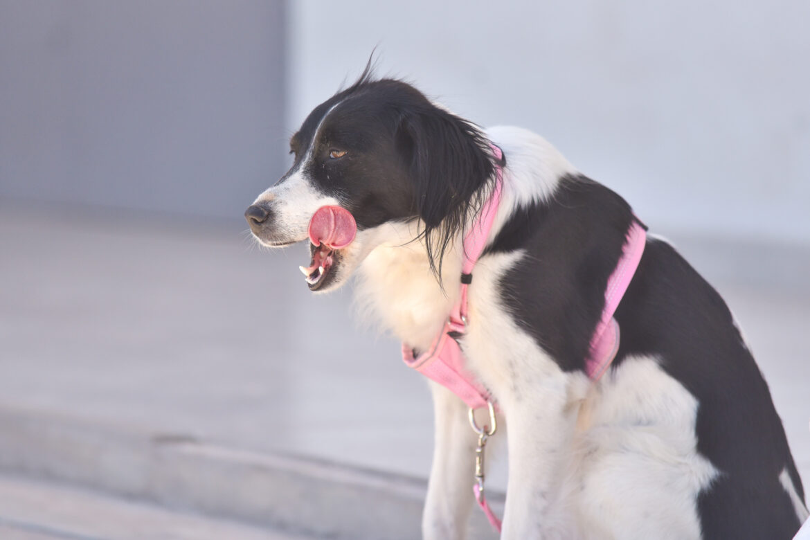Vacunación y castración de animales: City Bell recibe los operativos gratuitos del Municipio