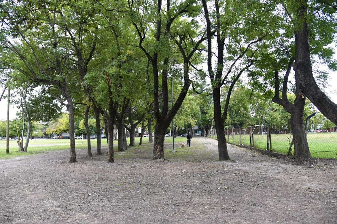 La Plata avanza con un ambicioso plan de forestación que contempla la plantación de 3 mil ejemplares