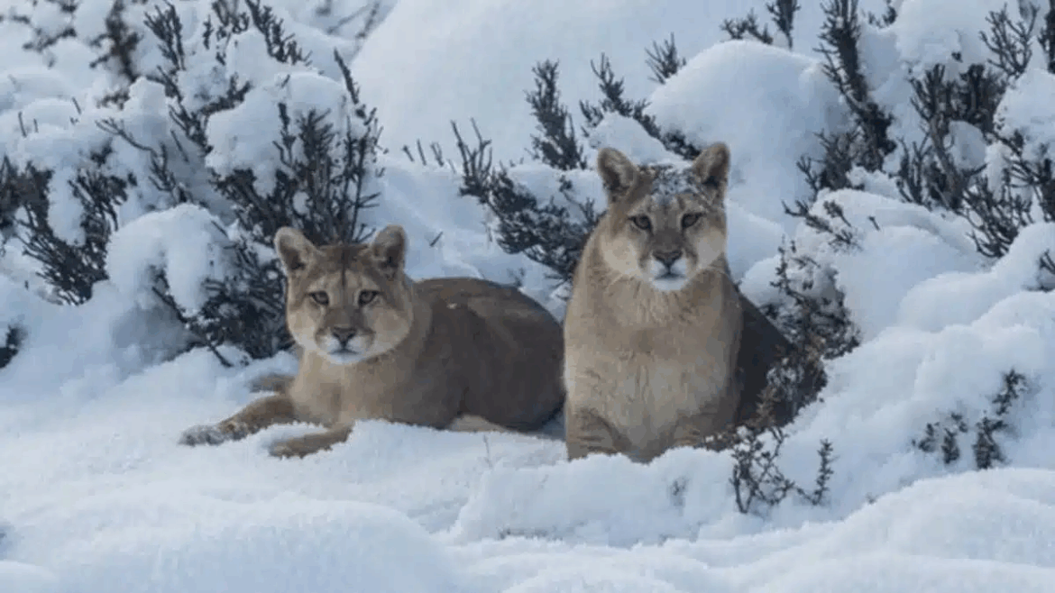 Pumas en la Patagonia: por qué el gran felino de América es un depredador esencial para el equilibrio ecológico
