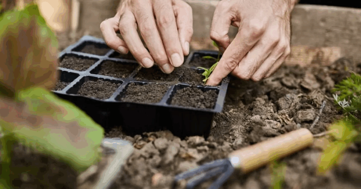 Lanzan un taller de huerta agroecológica con las claves para cultivar alimentos sostenibles en casa