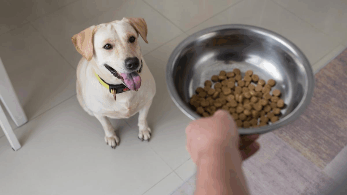 Atención al comedero de tu mascota: riesgos del plástico y beneficios del acero inoxidable