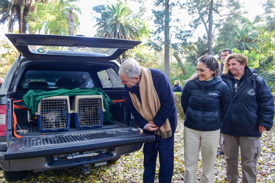 El Bioparque de La Plata liberó dos zorras grises tras un exitoso proceso de rehabilitación