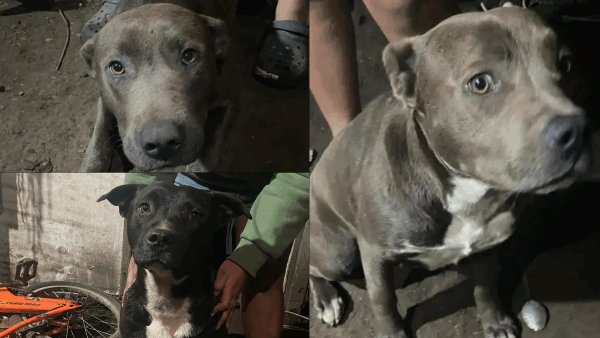 Arturo Seguí: imputaron a los dueños de los perros que atacaron y mataron a un niño de 2 años