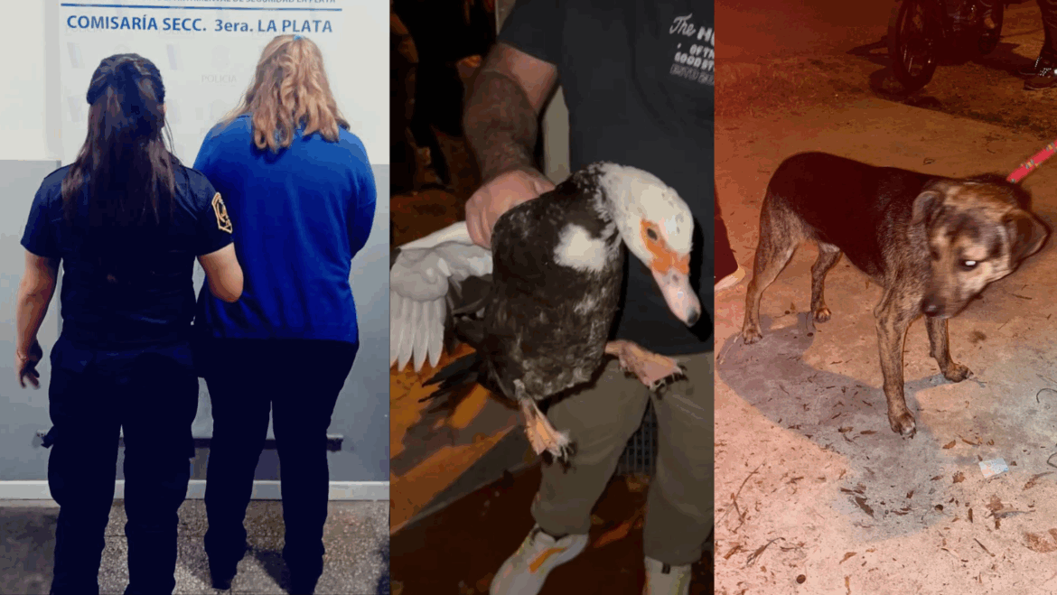 Horror en Los Hornos: imputan a una ex policía por maltrato animal tras hallazgo de cadáveres en su casa