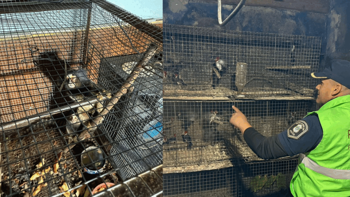 Rescataron a más de 300 animales silvestres en un allanamiento en Los Hornos