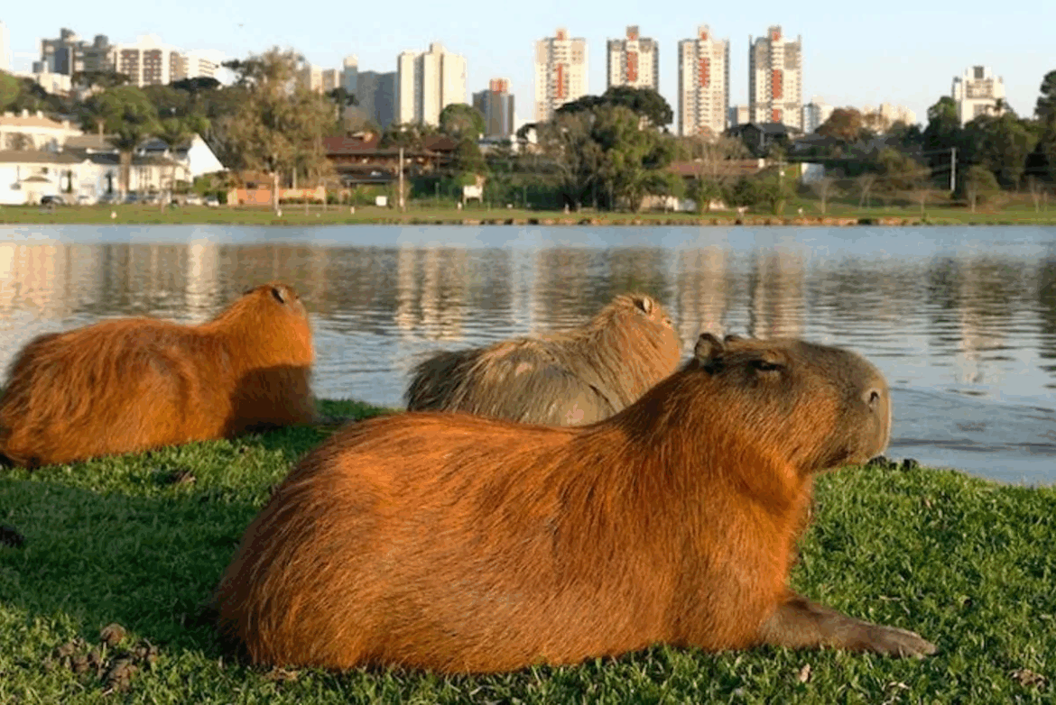 ¿Un santuario para carpinchos? La cuestionable propuesta del gobierno para Nordelta, el debate sobre la especie nativa