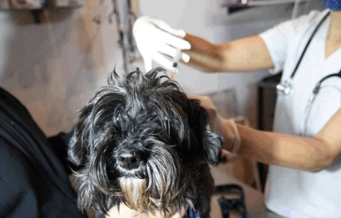 Llegan nuevas jornadas veterinarias a City Bell, Altos de San Lorenzo y Gonnet