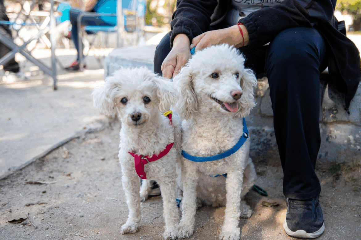 Vacunación antirrábica y castración gratuita para perros y gatos en Gorina