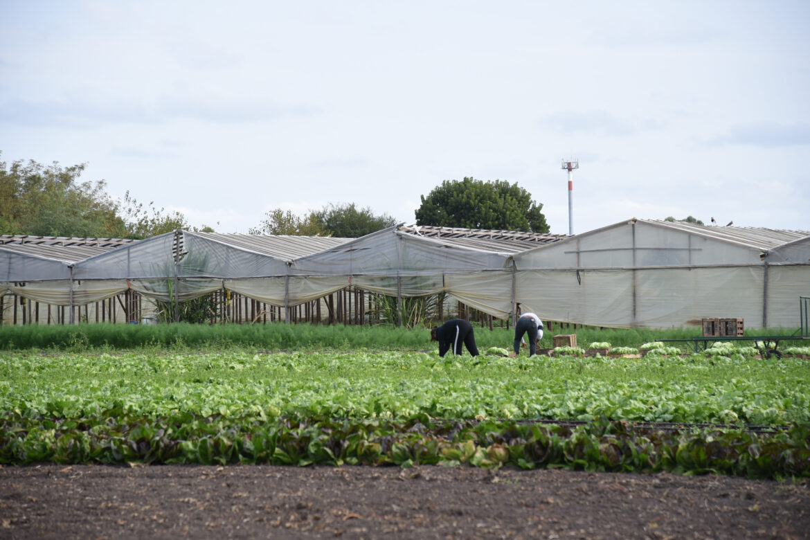 El Municipio completó el Relevamiento Florihortícola Platense 2025