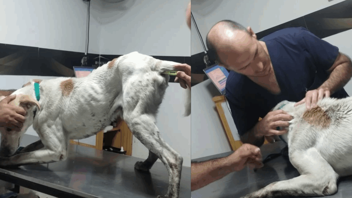 Berisso: rescataron a un perro en estado de abandono y detuvieron a su dueño por maltrato animal
