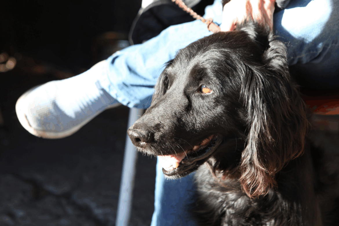 Nuevos operativos gratuitos de vacunación y castración de animales en La Plata