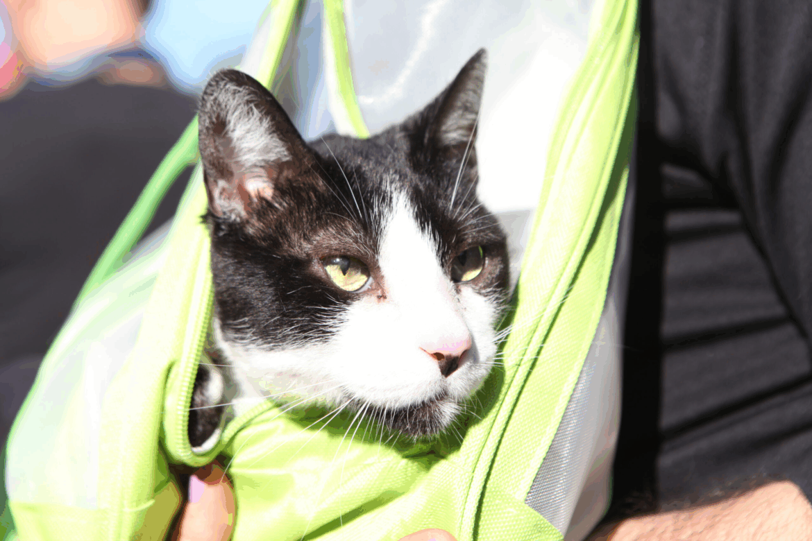 Más fechas para vacunar y castrar animales en los barrios de forma gratuita