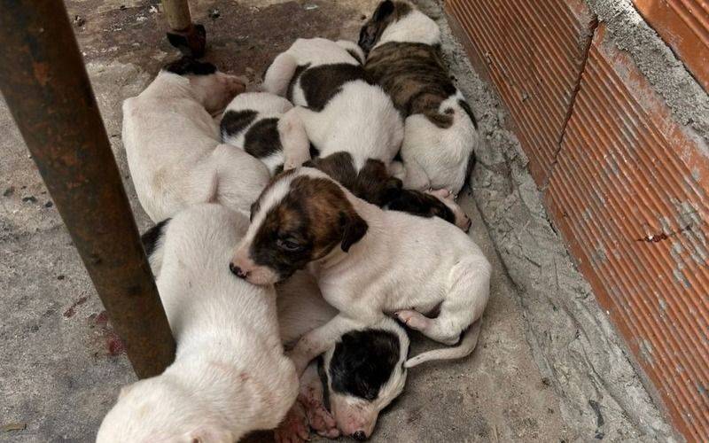Maltrato animal: rescataron a ocho perros en grave estado y dos personas quedaron detenidas por maltrato animal