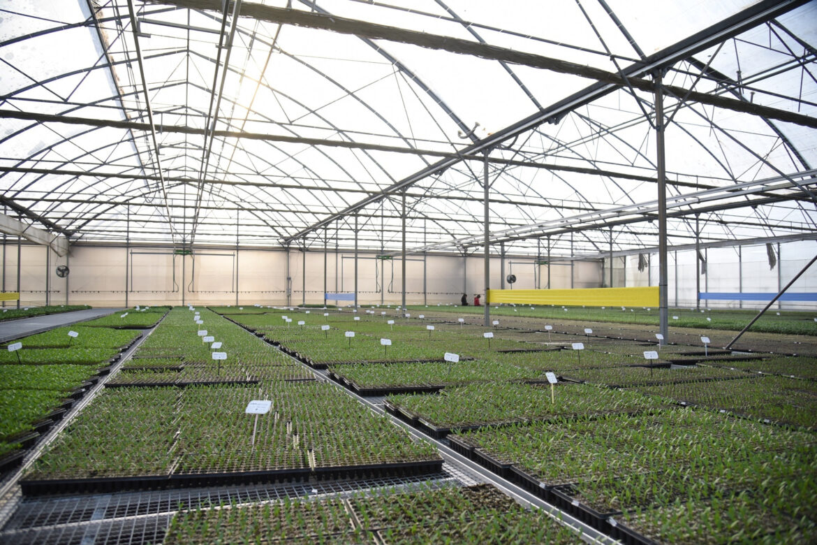 Está disponible en la web municipal el primer informe del Relevamiento Florihortícola Platense 2025