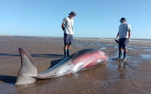 Apareció un zifio varado en San Clemente: la UNLP analiza a uno de los cetáceos más enigmáticos del planeta