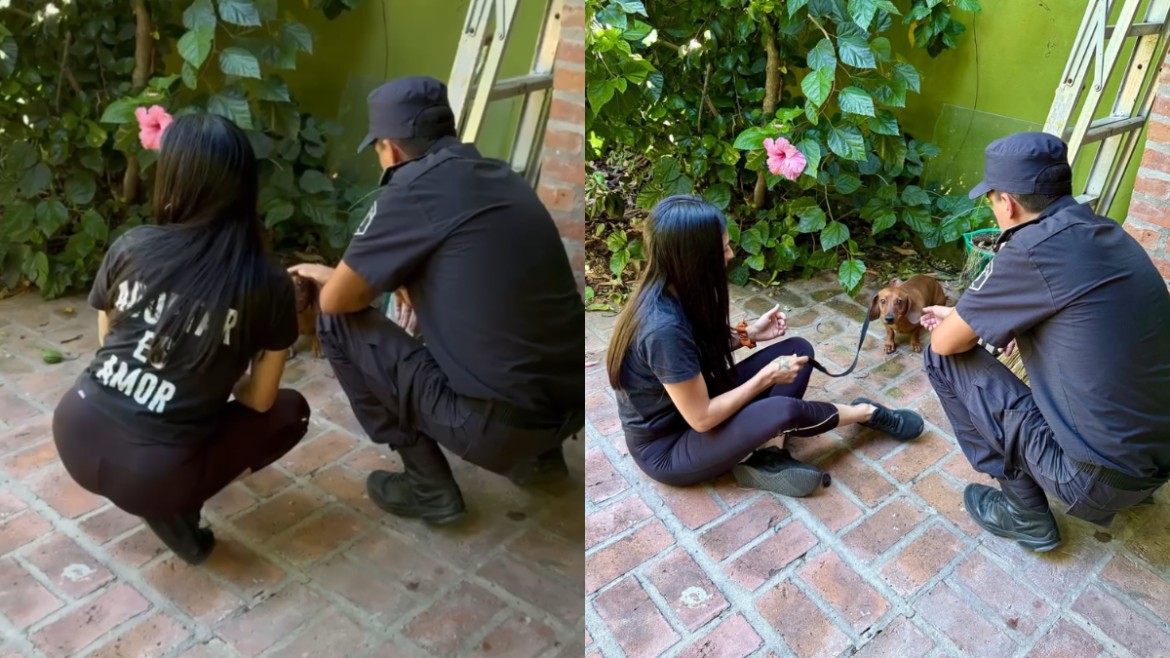 Pusieron a resguardo a un perro tras una denuncia por maltrato