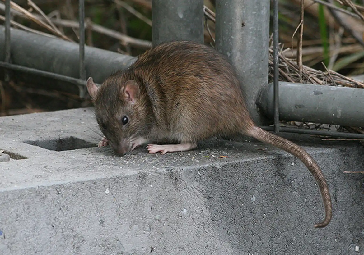 El Municipio difundió información sobre el hantavirus y recomendaciones para prevenirlo