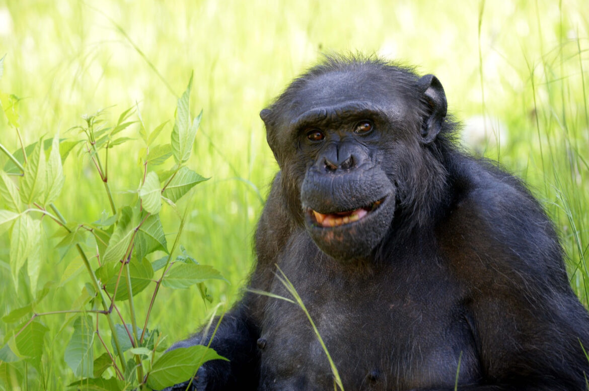 Fallecimiento del chimpancé Tomy