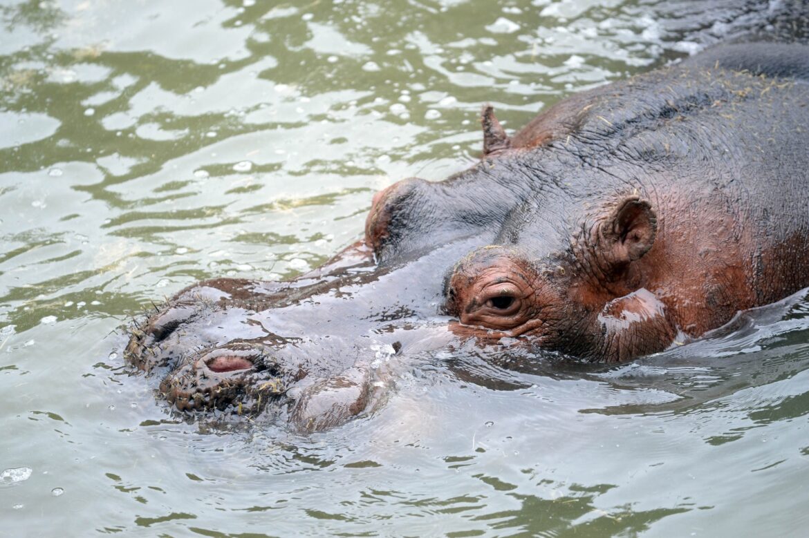 Murió Hipólito, el histórico hipopótamo del Bioparque La Plata