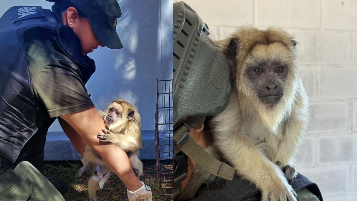 Rescataron a un mono carayá que era mantenido en cautiverio dentro de una vivienda