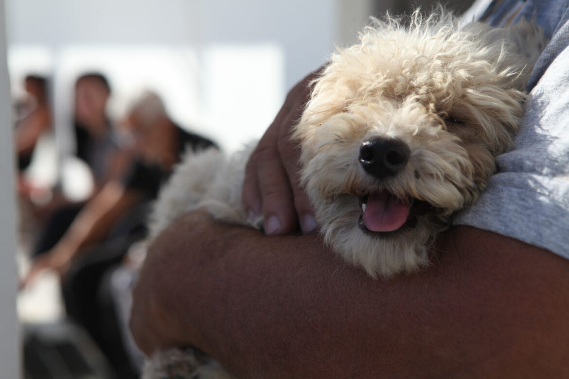 Habrá jornadas gratuitas de castración y vacunación antirrábica de perros y gatos en Gonnet