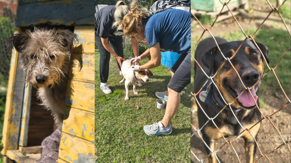 Refugio histórico de La Plata pide ayuda urgente para seguir cuidando a cientos de perros