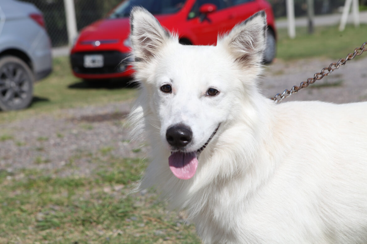 City Bell tendrá operativos gratuitos de castración y vacunación antirrábica