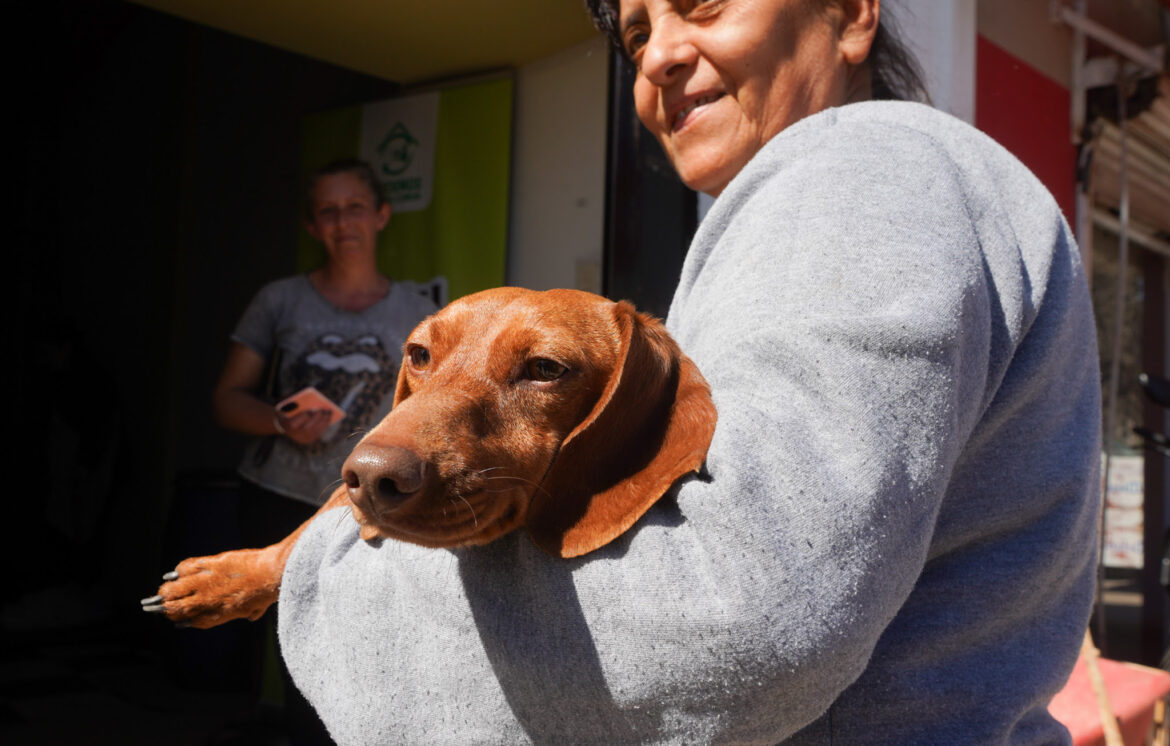 Realizarán jornadas gratuitas de castración y vacunación antirrábica