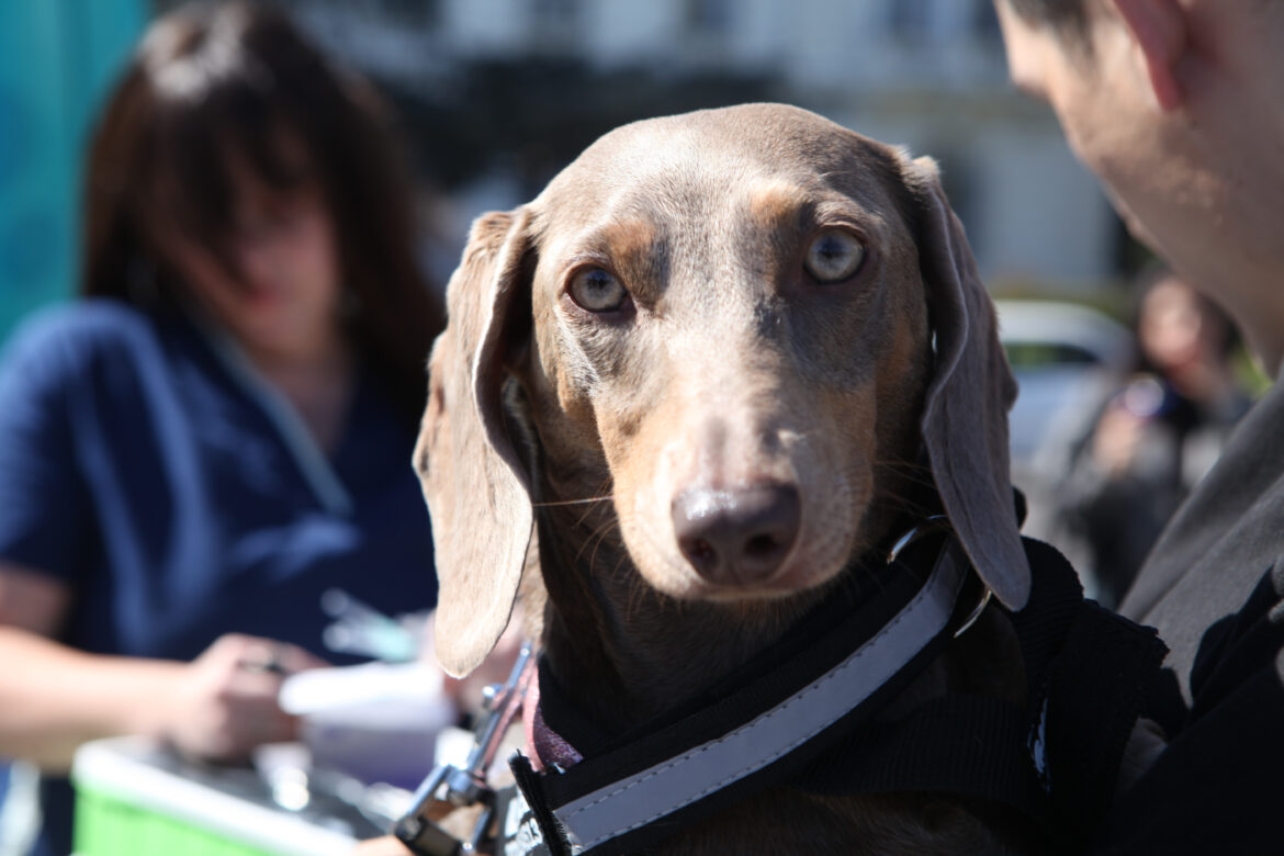 Impulsan nuevas jornadas de vacunación antirrábica en plazas de la ciudad