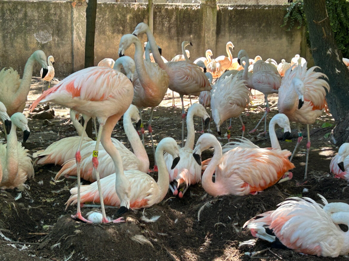 Tras diez años sin reproducción de la especie, nacieron siete flamencos en el Bioparque La Plata