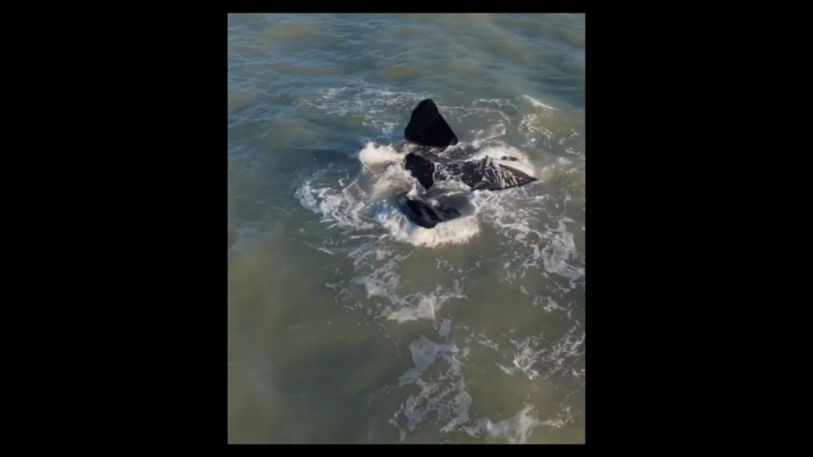 Una ballena franca austral sorprendió a vecinos y turistas en Mar del Plata