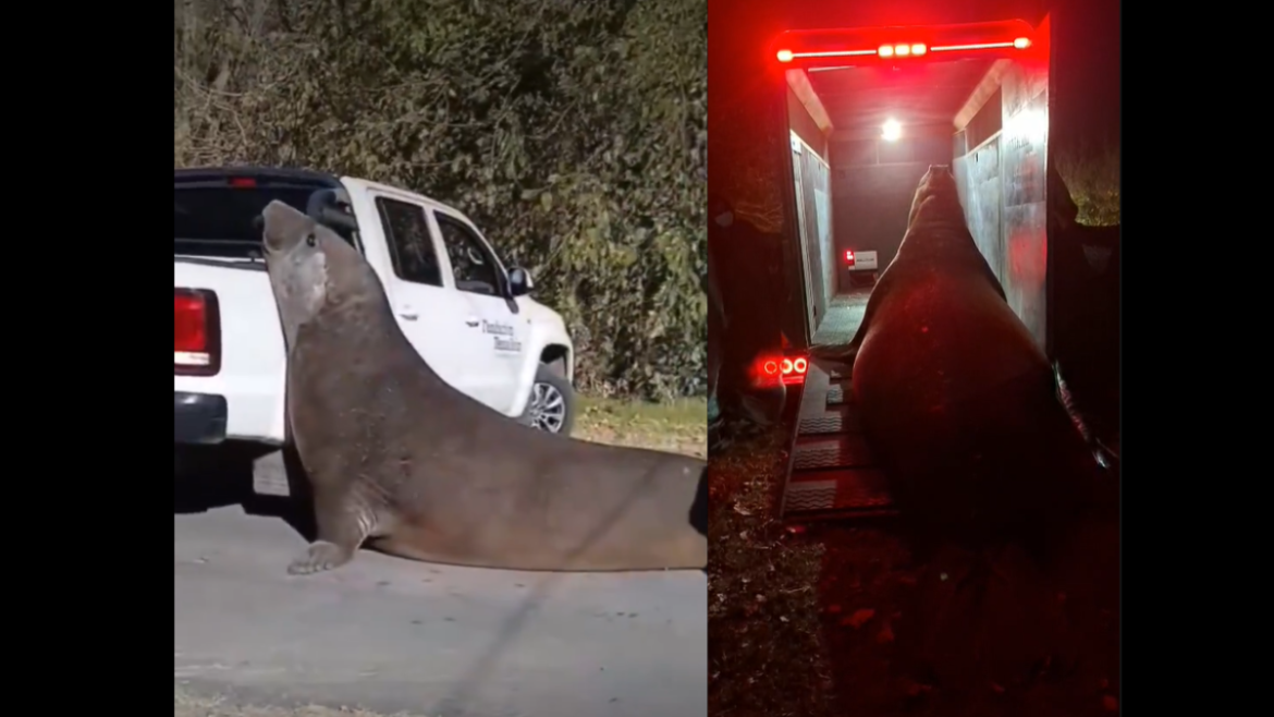 Videos: apareció un elefante marino en la Isla Santiago