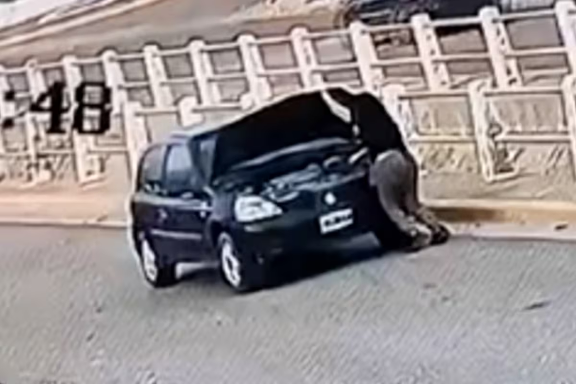 Se olvidó de poner el freno de mano y fue atropellada por su propio auto